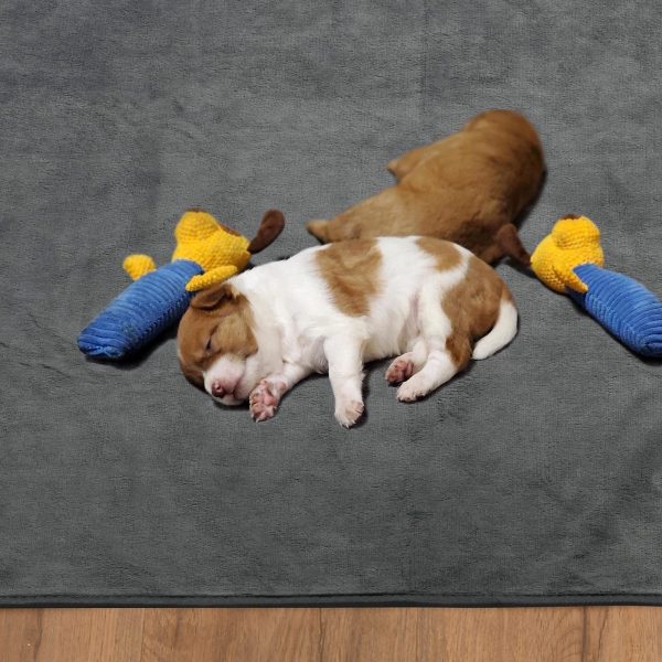 Dog Pee Pad Washable-Extra Large 72x72/65x48in Instant Absorb Training Pads Non-Slip Pet Playpen Mat Waterproof Reusable Floor Mat For Puppy/Senior Dog Whelping Incontinence Housebreaking - Image 10